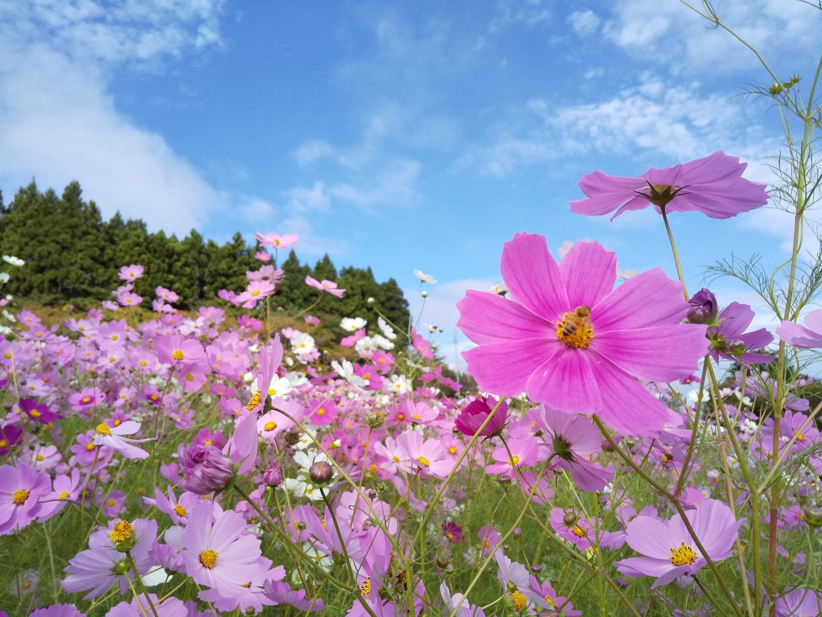 🌸 토나미 꿈의 평원 스키장 (토나미 유메노타이라 스키조) 이미지 6